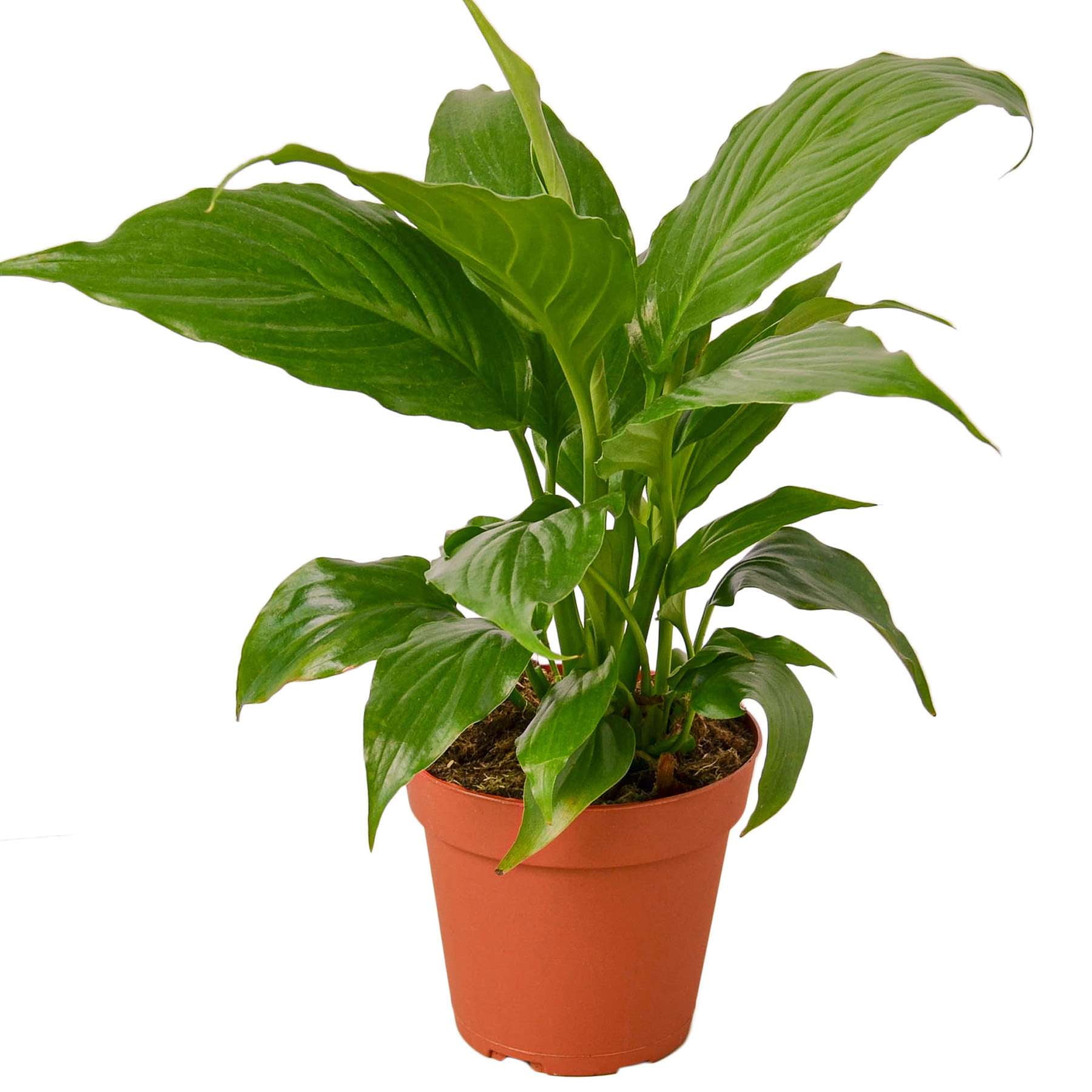 Spathiphyllum 'Peace Lily' Live Plant for Indoor | Different Houseplants in  4'' & 6'' Pot | Real House Plant for Living Room, Office, Desk & Bathroom | Peace  Lily | Spathiphyllum - Walmart.com