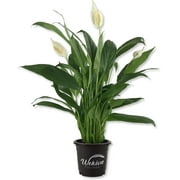 Spathiphyllum Peace Lily - Live Starter Plant in a 4 Inch Pot - Spathiphyllum - Elegant Low Maintenance Air Purifying Indoor Houseplant