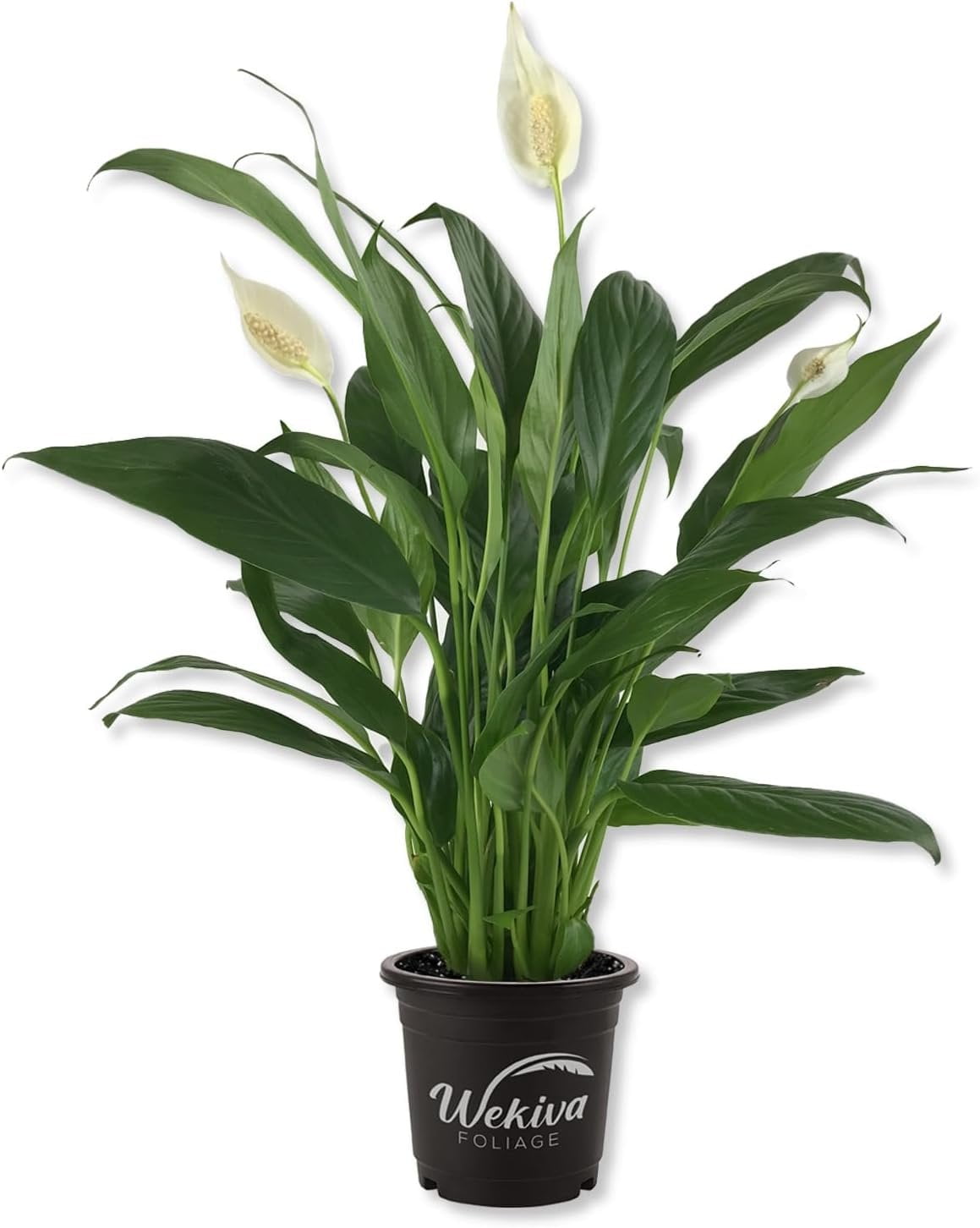 Shop Beautiful Peace Lily Indoor Plants for Home & Office Decor