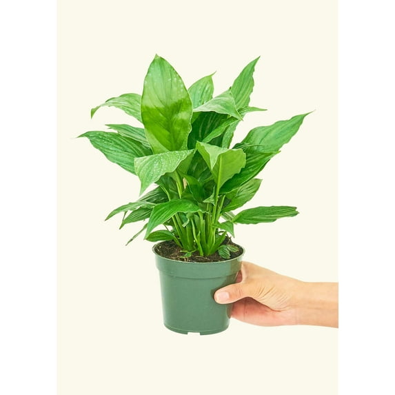 Spathiphyllum wallisii Live Green Plant in 4" Pot