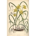 thumbnail image 1 of Spathoglottis Ixioides, Yellow Orchid Of Thea Poster Print By ® Florilegius Mary Evans (24 X 36), 1 of 3