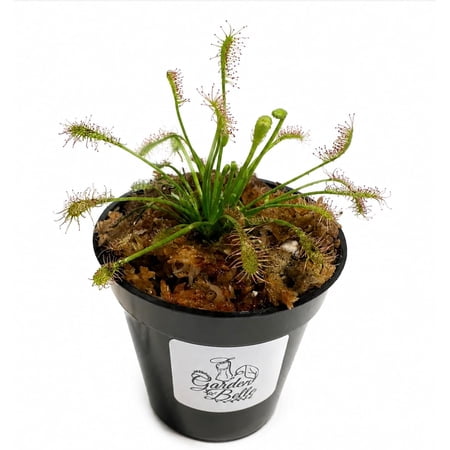 Spatulate-leaved Sundew (Drosera Intermedia) Carnivorous Plant
