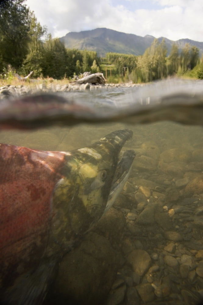 Spawned Out Sockeye Salmon In Quartz Creek Kenai Peninsula Alaska Summer Underwater Image Canvas Art - Scott Dickerson  Design Pics (12 x 19)