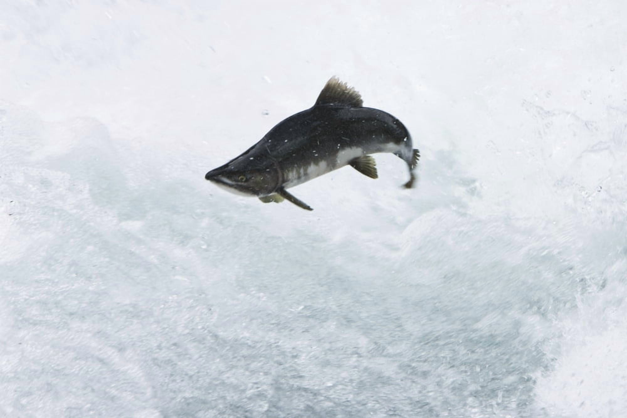 A Spawning Pink Salmon Jumps An Obstacle At The Sweetheart Lake Waterfalls In Gilbert Bay In The Inside Passage Southeast Alaska Summer Canvas Art - Ray Bulson Design Pics (17 x 11)