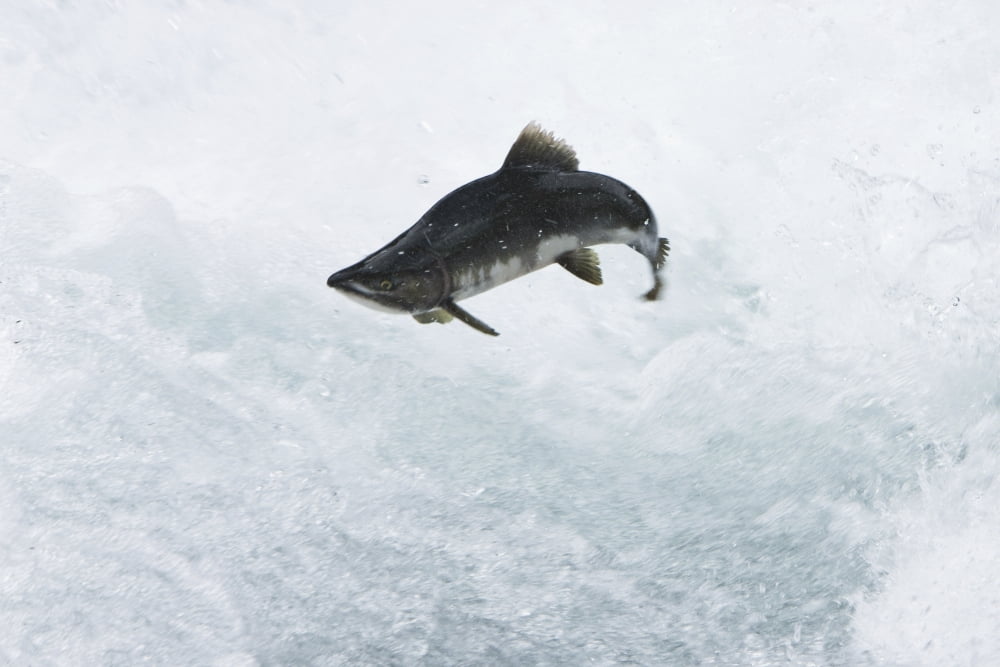 A Spawning Pink Salmon Jumps An Obstacle At The Sweetheart Lake Waterfalls In Gilbert Bay In The Inside Passage Southeast Alaska Summer Canvas Art - Ray Bulson Design Pics (34 x 22)