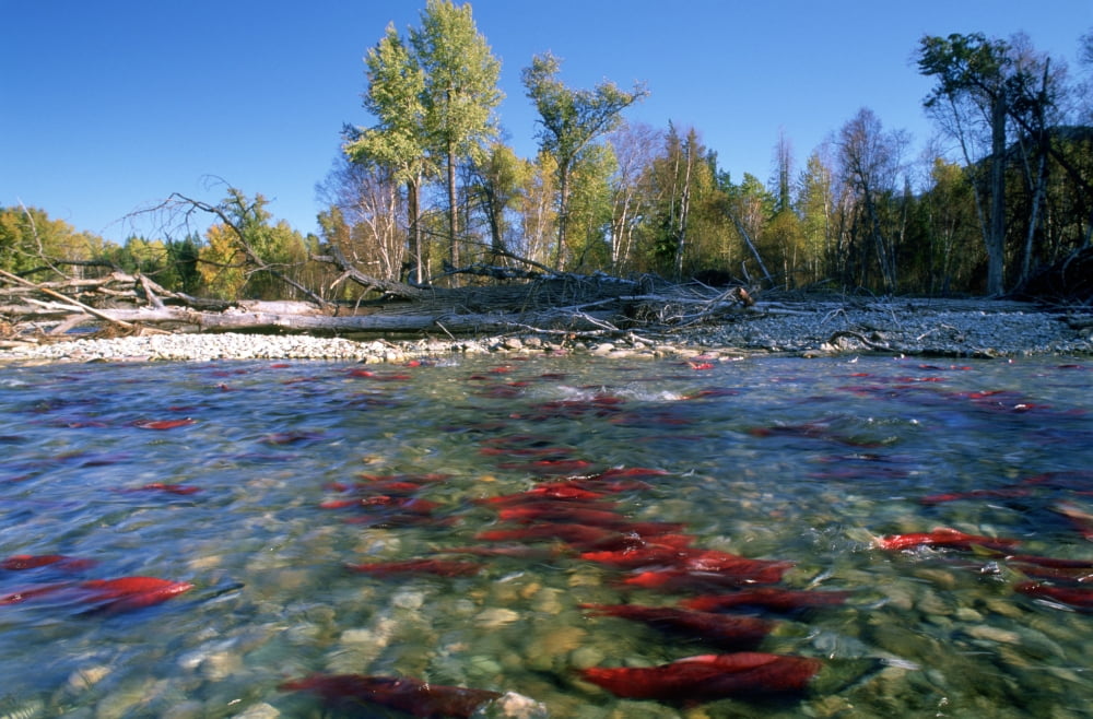 Spawning Sockeye Salmon Adams River British Columbia Canvas Art - David Nunuk Design Pics (18 x 11)