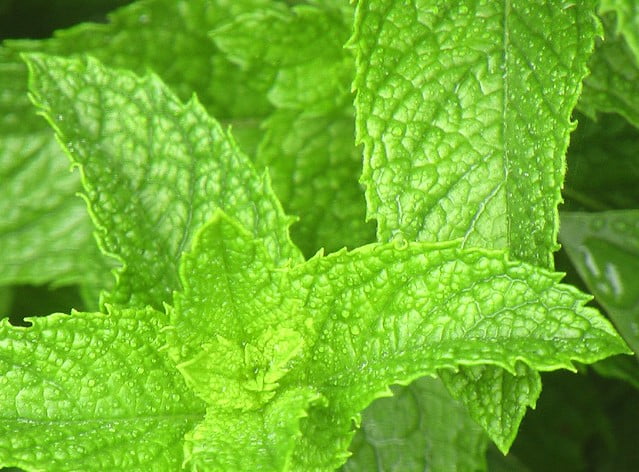 Spearmint Great Garden Herb Seeds by Seed Kingdom (1 OZ Seeds)