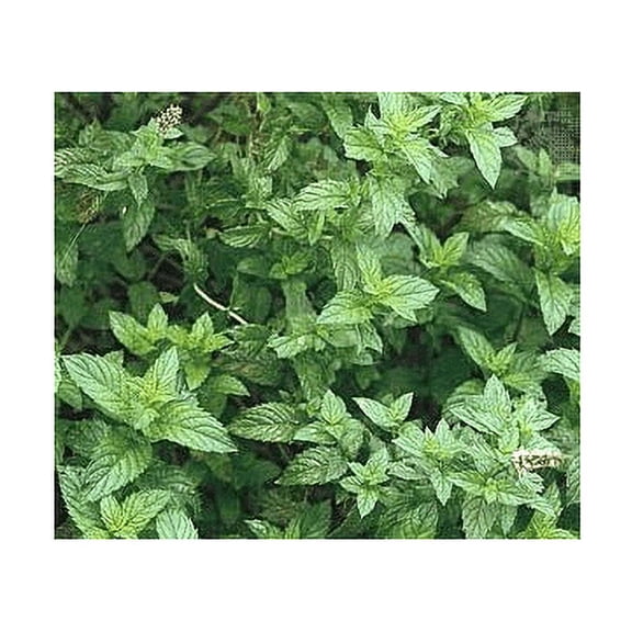 Spearmint Great Garden Herb Seeds by Seed Kingdom (20,000 Seeds)
