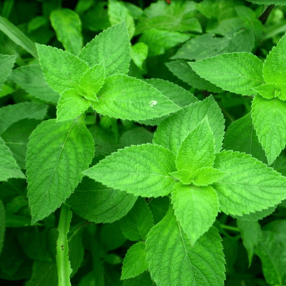 Spearmint Plant, Spearmint Herb Live Plant in Pot, Edible and Fragrant Herb, Well - Rooted Plants for Indoor Outdoor Growing