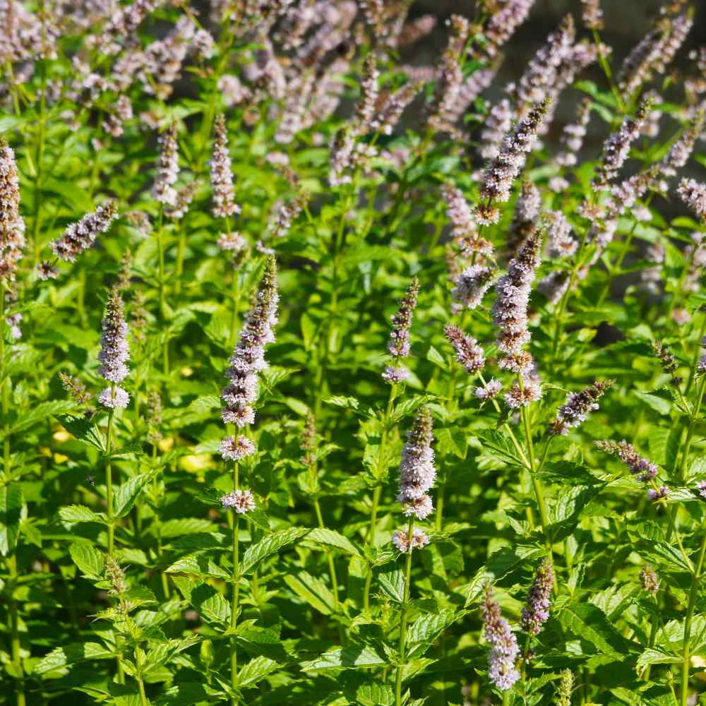 Spearmint Seeds - Mentha Spicata Spearmint Herb Seed - 20000 Seeds ...