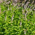 thumbnail image 1 of Spearmint Seeds - Mentha Spicata Spearmint Herb Seed - 20000 Seeds, 1 of 5
