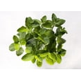 thumbnail image 1 of Spearmint Seeds/ Perennial/ Full Sun/12500 Seeds 1 Gram/ Zellajake Farm and Garden - B320, 1 of 5