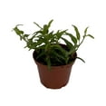 thumbnail image 1 of Spearpoint English Ivy Plant - Hedera - 2.5" Pot, 1 of 1