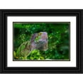 thumbnail image 1 of Spears, Don 18x13 Black Ornate Wood Framed with Double Matting Museum Art Print Titled - Green Iguana, 1 of 4