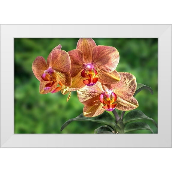 Spears, Don 24x17 White Modern Wood Framed Museum Art Print Titled - Orange Orchid