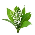 thumbnail image 1 of Special Sale - 10 Very Large, Plump Lily of The Valley Plant Pips Bare Root Fresh from Holland - Eager to Bloom in May!, 1 of 1