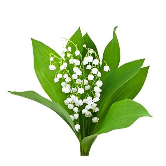 Special Sale - 10 Very Large, Plump Lily of The Valley Plant Pips Bare Root Fresh from Holland - Eager to Bloom in May!