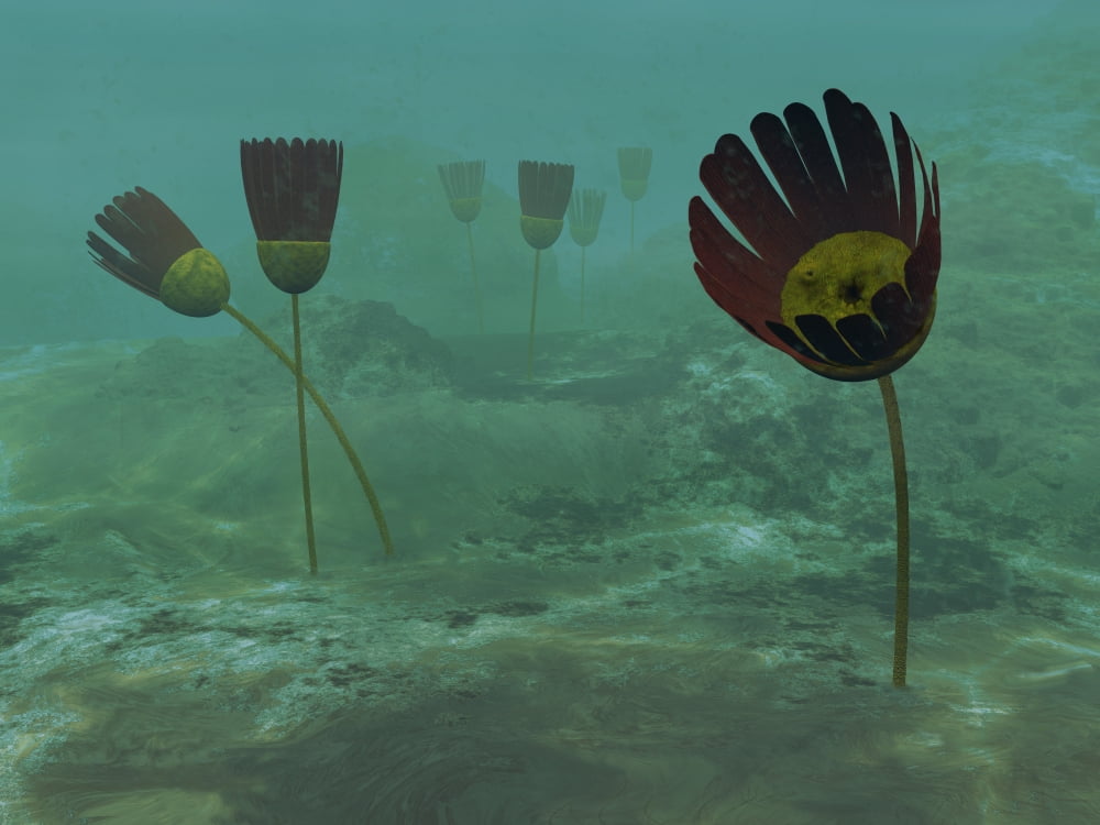 Species of the genus Dinomischus populate the ocean floor 505 million years ago Canvas Art - Walter MyersStocktrek Images (33 x 25)