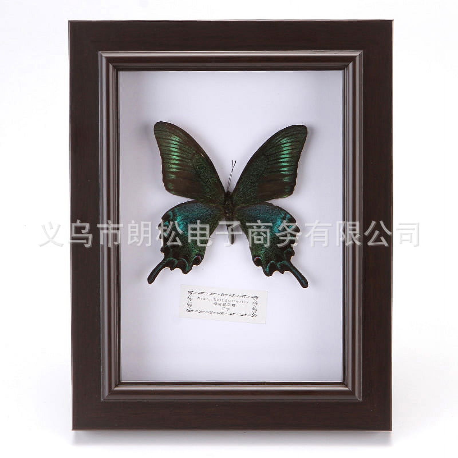 Specimen Display Case Wood Specimen Box With Butterfly Specimen Wall