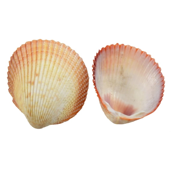 Speckled Cockle Craft Shells 1.5-1.75" (1 Gallon) (approx. 600 pieces)