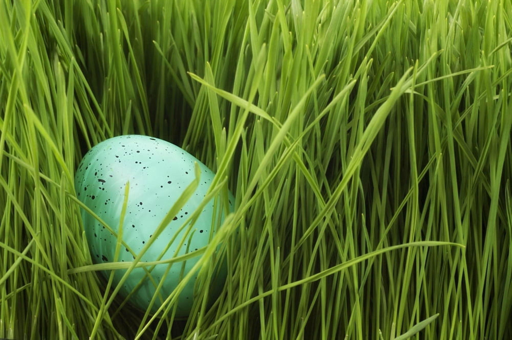 Speckled Egg In The Grass Canvas Art - Chris and Kate Knorr Design Pics (36 x 24)