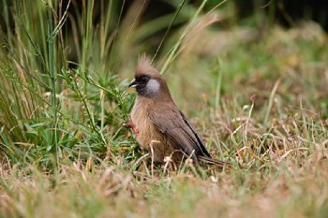 Speckled Mousebird Aberdare Country Club Nyeri Kenya Canvas Art - Adam Jones DanitaDelimont (35 x 24)