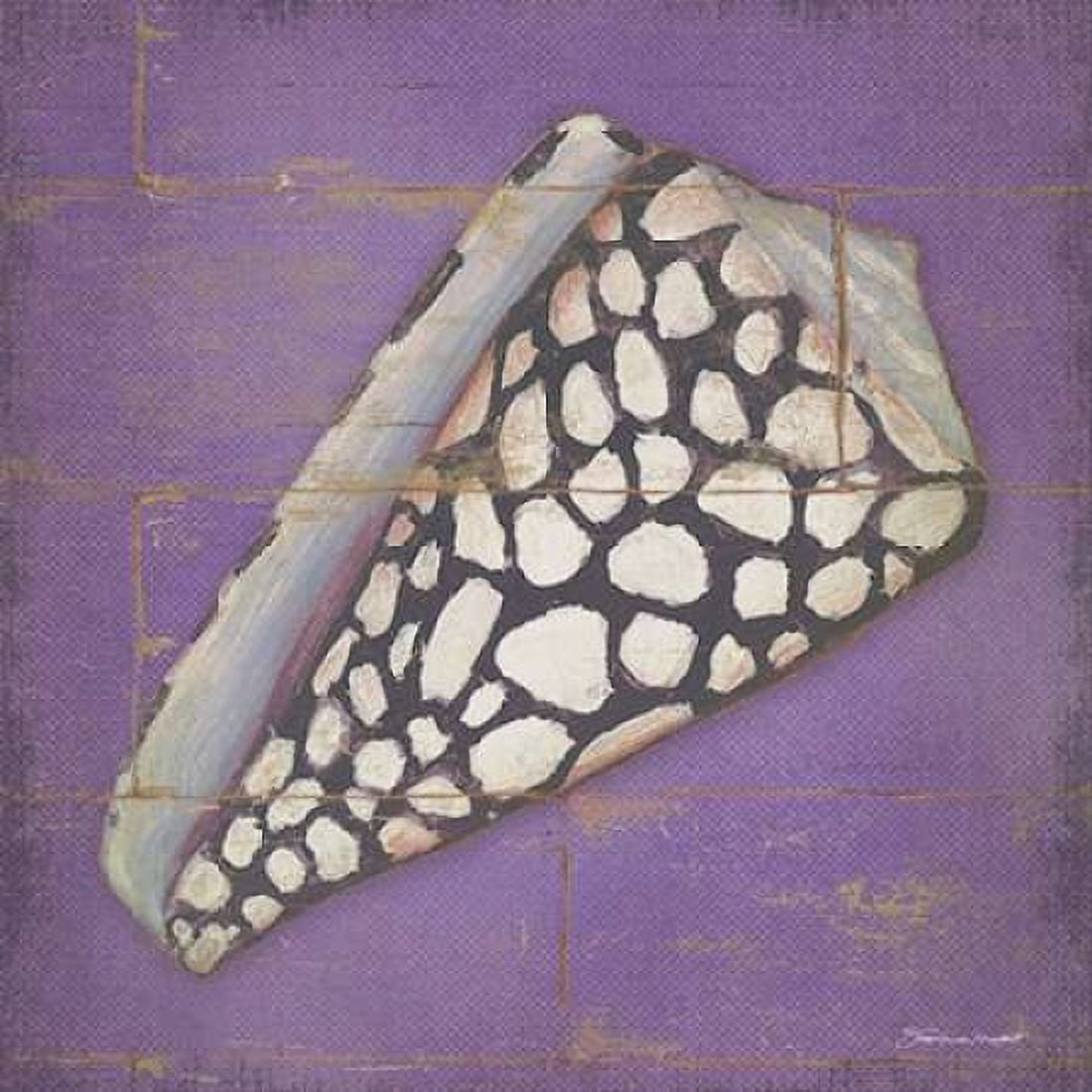 Speckled Shell Canvas Art - Stephanie Marrott (24 x 24)