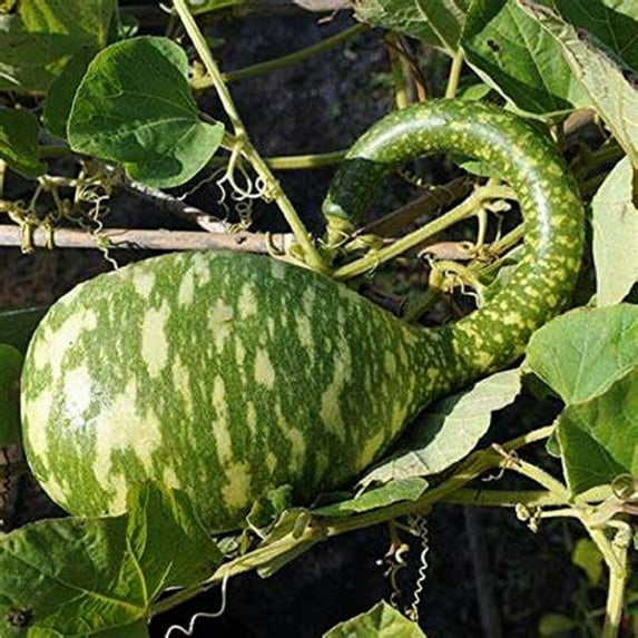 Speckled Swan Gourd Seeds - 500 Count Seed Pack - Non-GMO - a Round Base Topped with a Thick Curved Neck with a Bulbous tip, Giving its swanlike Effect. - Country Creek LLC