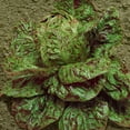 thumbnail image 1 of Speckles Butterhead Lettuce Seeds - 25 Lb Bulk ~10000000 Seeds - Non-GMO, Heirloom - Vegetable Garden - Lactuca sativa, 1 of 7