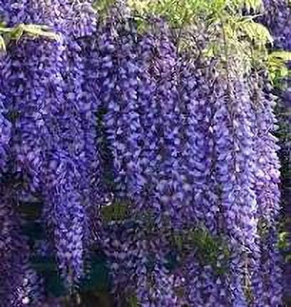 Spectacular Blue Moon Wisteria Tree Plant 8-11" Tall Potted Plant Fragrant  Flowers Seeds BulbsPlants& MoreAttracks Hummingbirds, in Dormancy -  Walmart.com