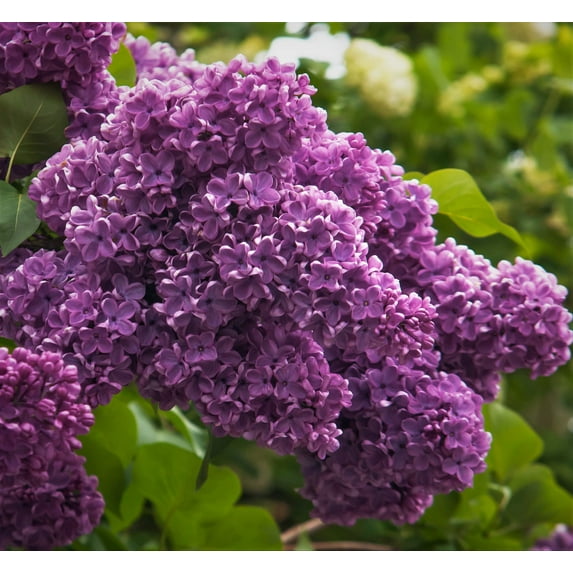 Spectacular Purple Lilac Potted Plant, 6-12" Tall