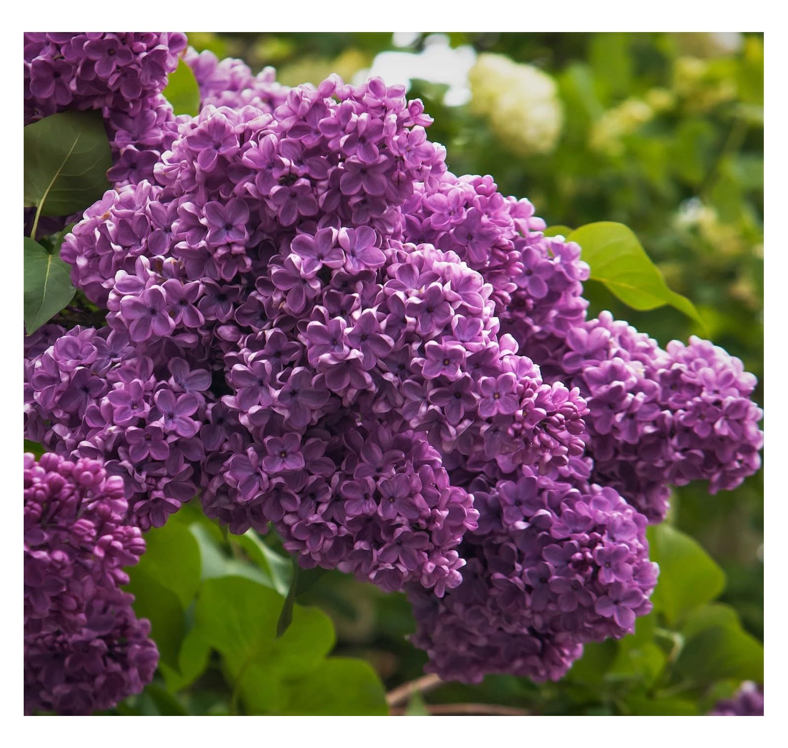 "Spectacular LIVE Purple Lilac Potted Plant, 612"" Tall, Easy to Grow