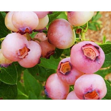 Reka Blueberry Starter Plants – 4 Healthy Plants, Free Shipping, Pesticide-Free
