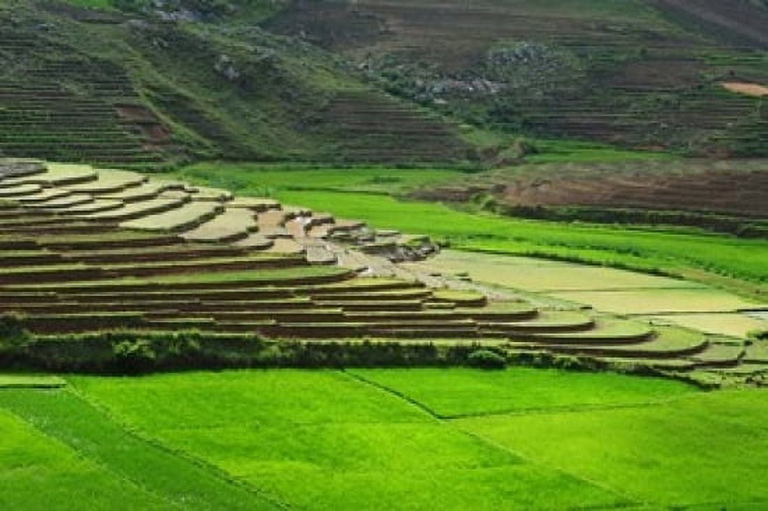 Spectacular green rice field in rainy season Ambalavao Madagascar Canvas Art - Anthony Asael DanitaDelimont (36 x 24)