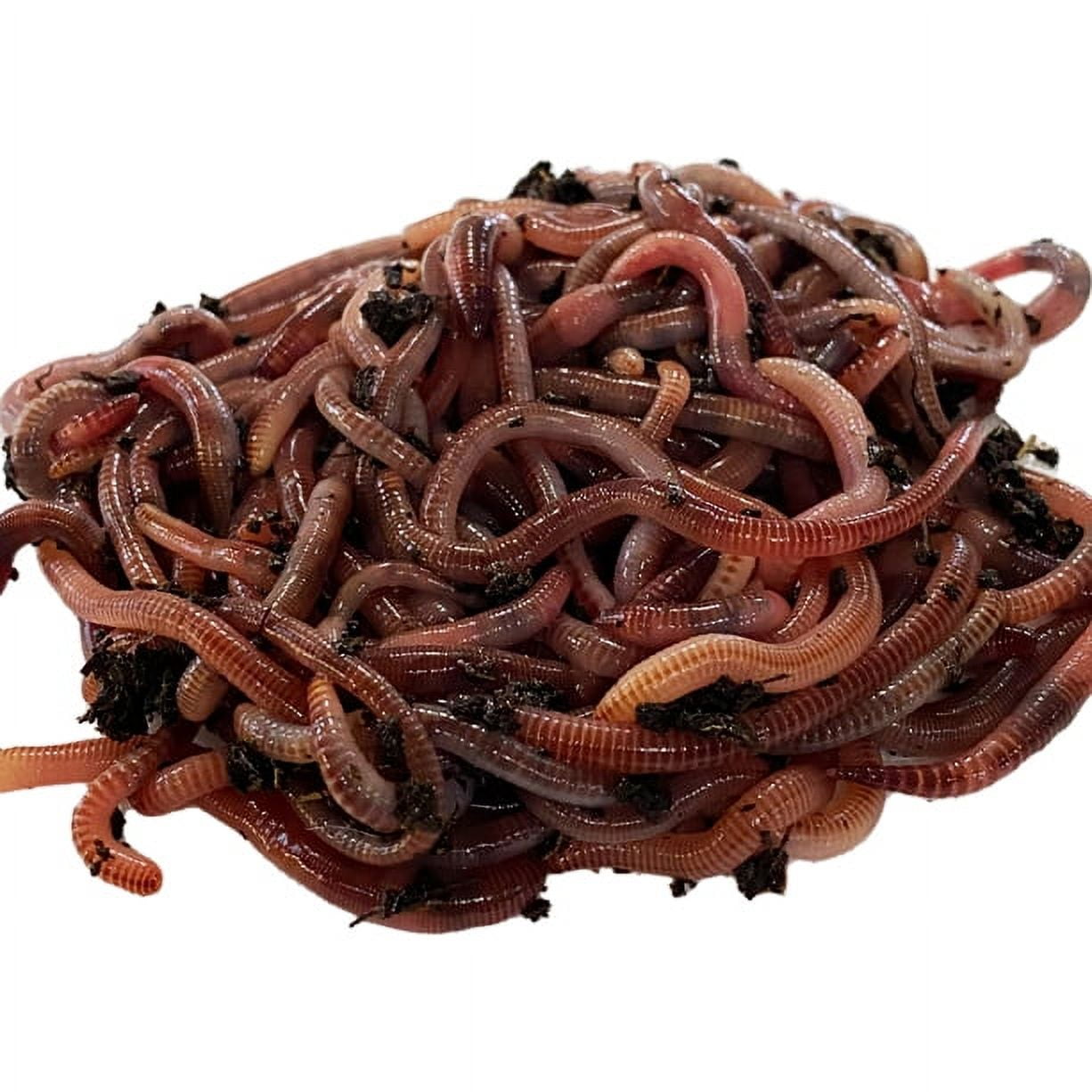 Red Wiggler Live Worms, Bait Cup/Bag 30 to 2000 CT, Composting