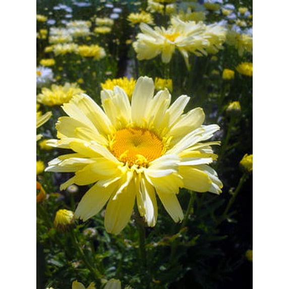 Real Dream Shasta Daisy - Leucanthemum - Quart Pot - Summer Blooming