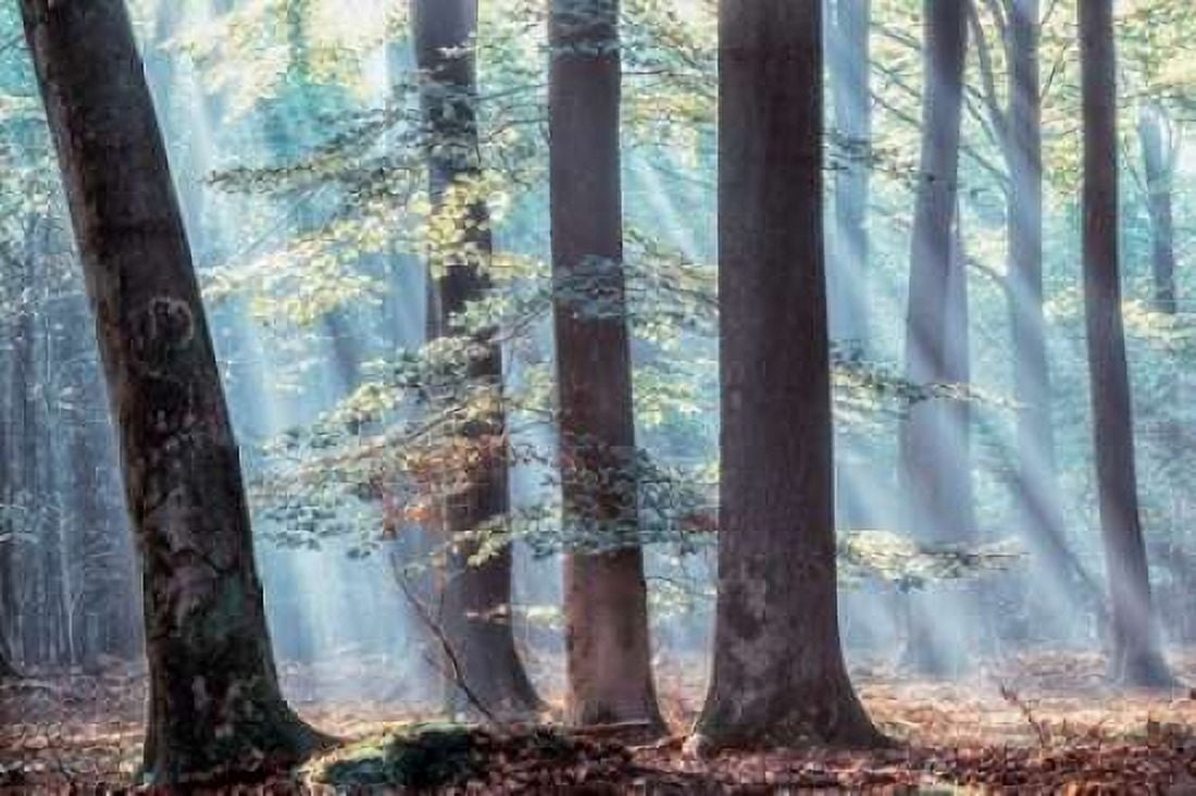 Spellbound Canvas Art - Lars Van de Goor (12 x 18)