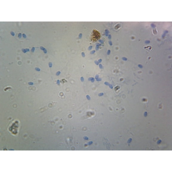 Sperm, Mammalian; Smear by Go Science Crazy