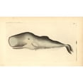 thumbnail image 1 of Sperm Whale, Physeter Macrocephalus Poster Print By ® Florilegius Mary Evans (36 X 24), 1 of 3