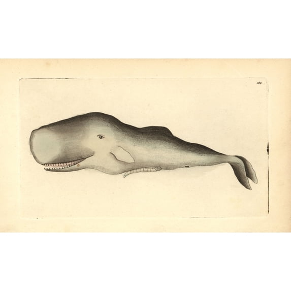 Sperm Whale, Physeter Macrocephalus Poster Print By ® Florilegius Mary Evans (36 X 24)