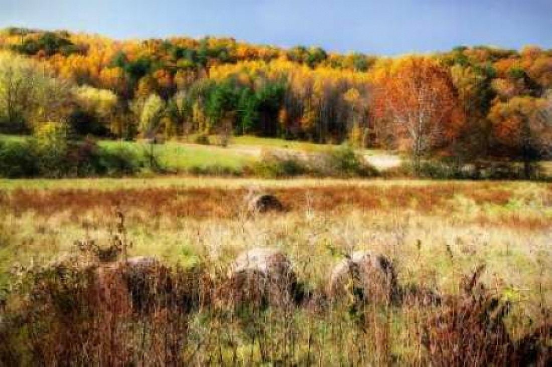 Sperryville Fields II Canvas Art - Alan Hausenflock (20 x 28)