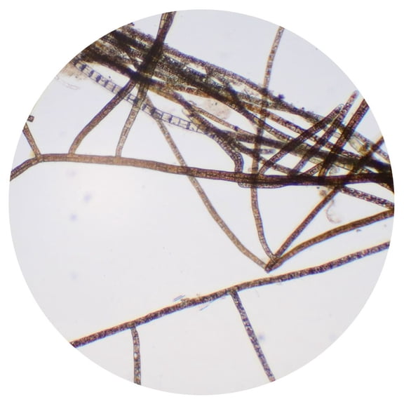 Sphacelaria, Living Brown Algae Culture, Sufficient Materials For 30 Students