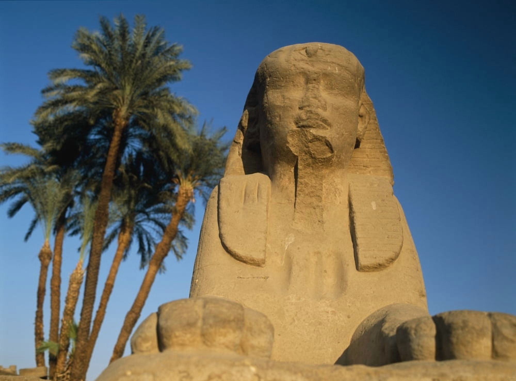 Sphinx Statue In Front Of Date Palms Canvas Art - Ian Cumming Design Pics (18 x 13)
