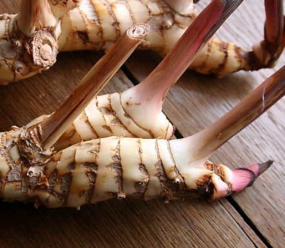 Spice Ginger Plant - Galangal - Alpinia galanga -Fragrant- Indoors/Out -4" Pot - image 1 of 4