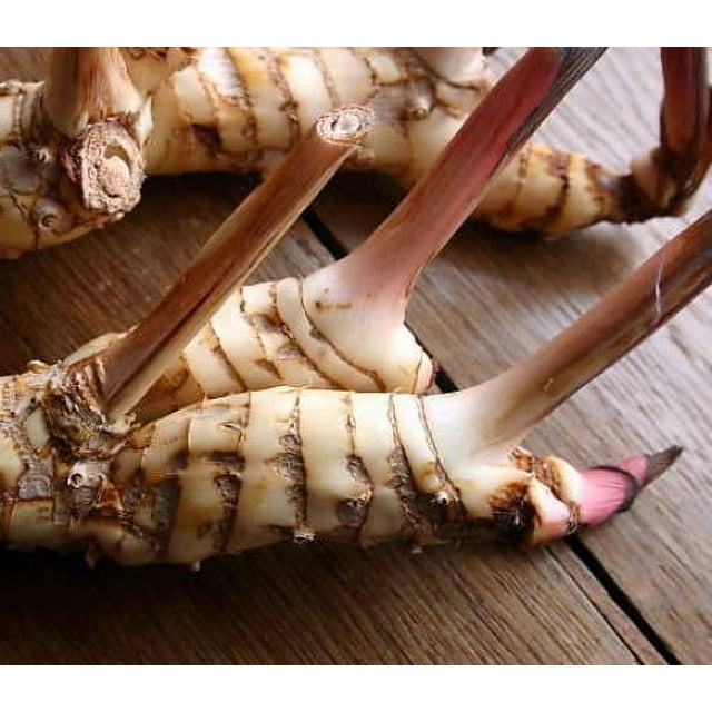 Spice Ginger Plant - Galangal - Alpinia galanga -Fragrant- Indoors/Out -4" Pot