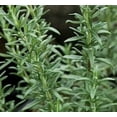 thumbnail image 1 of Spice Island Rosemary- LIVE PLANT - 1- 3.5” pot, 1 of 5
