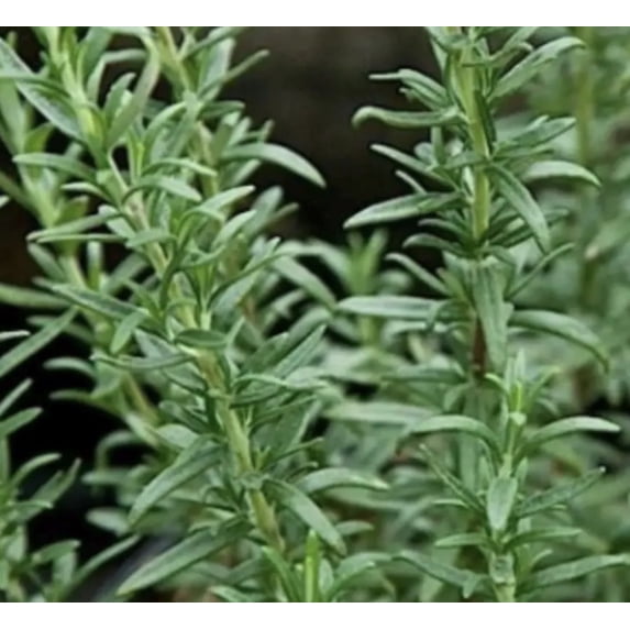 Spice Island Rosemary- LIVE PLANT - 1- 3.5” pot