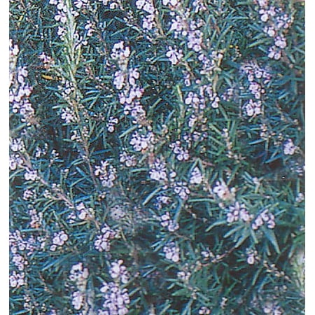 Spice Island Rosemary Plant - Outstanding for Culinary - Live Plant - 2.5" Pot