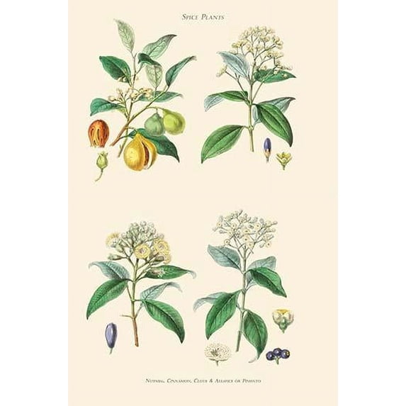 Spice Plants. Nutmeg, Cinnamon, Clove, Allspice or Pimento Poster Print by William Rhind (24 x 36)