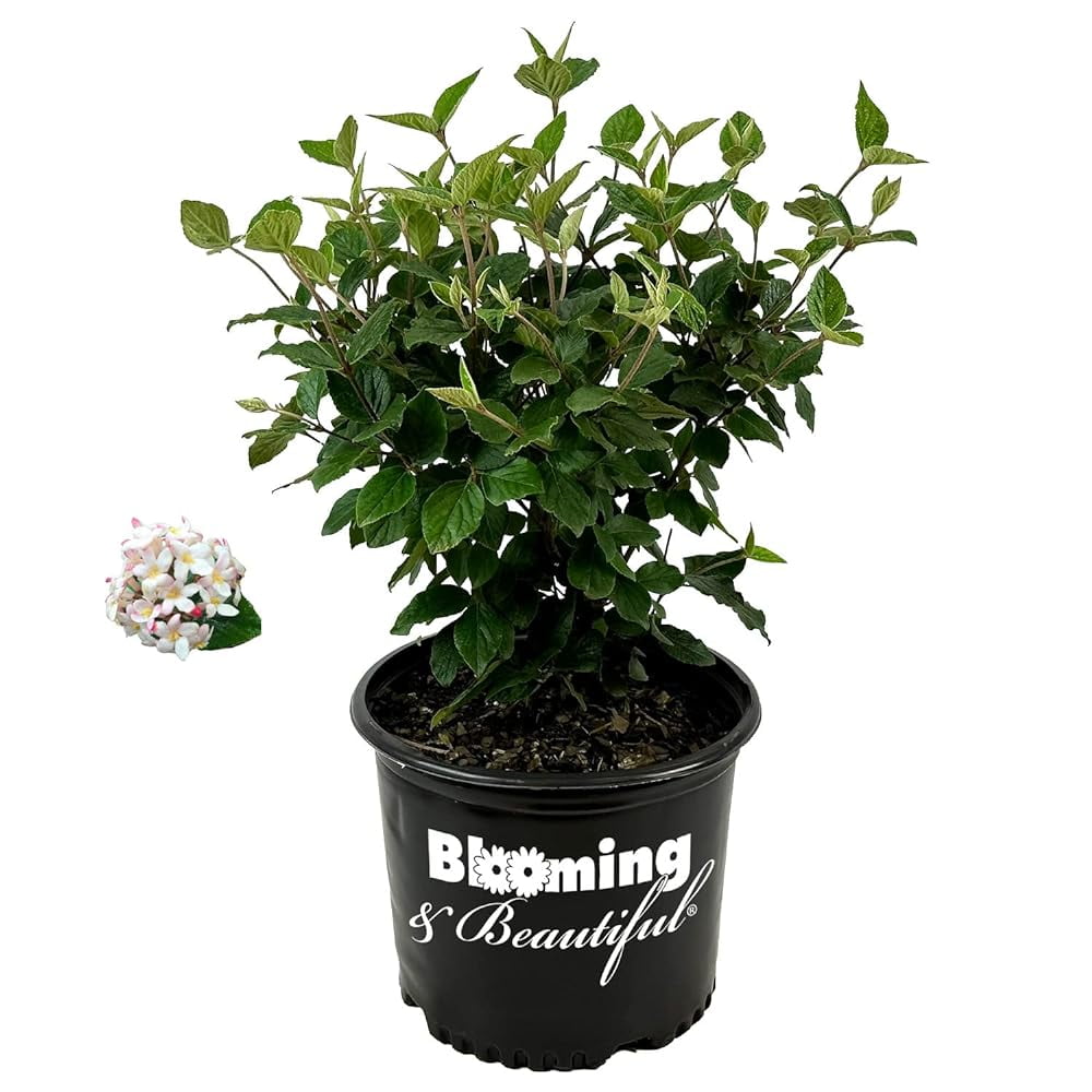 Spice Viburnum 3 Gal Deciduous Flowering Shrub To White Cluster
